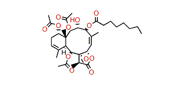 Briarlide O